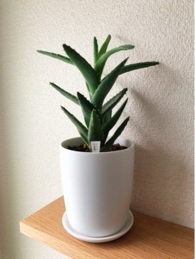 観葉植物　不夜城　28cm　無印良品の磁器鉢と受け皿付き