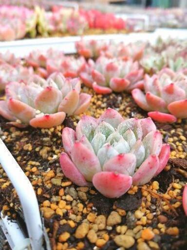 紅葉激可 さすがな 韓国苗エケベリアエルサ多肉植物 かめちん 紫のその他の中古あげます 譲ります ジモティーで不用品の処分