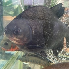 【ネット決済】コロソマ　熱帯魚　50cm ブラック　ピラニア