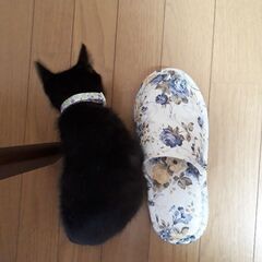 [終了]保護した子猫(黒に薄い縞あり)　多分オス推定年齢2～3か月