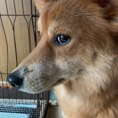 千葉県 木更津市の犬の里親募集 ジモティー