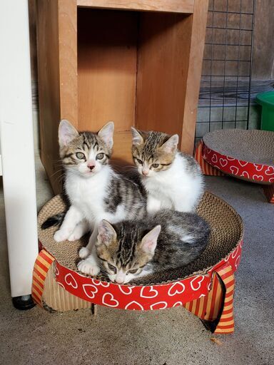 サバ白トビ猫 サバ白猫3匹 Jun 郡上の猫の里親募集 ジモティー サバ白トビ猫 サバ白猫3匹 Jun 郡上の猫の里親募集 ジモティー