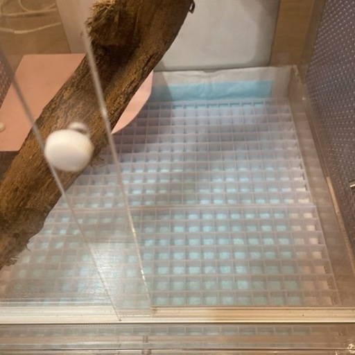 モモンガアクリルゲージ ※一時停止