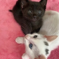 ブラック&ホワイト姉妹 - 猫