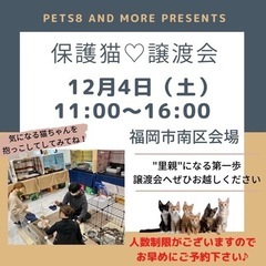 保護猫☆譲渡会in福岡市南区/20匹が大集合！