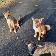 代理投稿です お陰様で里親さんが決まりました - 犬