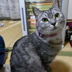 猫派で深夜アニメやオカルト好きな人　友達募集