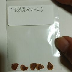 千葉県産イワトユリの種子5粒¥500
