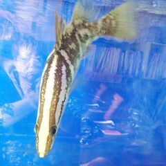 アカメ(純、淡水で管理）