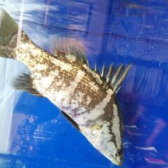 アカメ(純、淡水で管理）