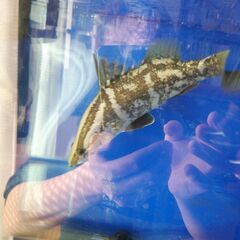 アカメ(純、淡水で管理）