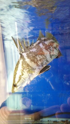 アカメ(純、淡水で管理）