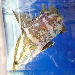 アカメ(純、淡水で管理）