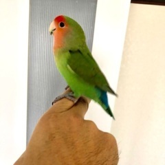 迷子のコザクラインコ探しています。奈良大和郡山市