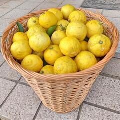 まだあります！千葉県産 柚子 無農薬 50個以上