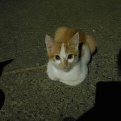 保護猫 ミコ − 千葉県