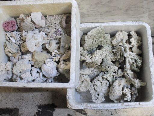 サンゴブロック多数入荷 ｐｈ上げにも飾り石にも 使用できます 大きさによって値段が決まります ３００円 ２０００円 アズファー 羽島市役所前のその他の中古あげます 譲ります ジモティーで不用品の処分