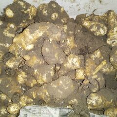 菊芋ヤーコン里芋掘りました