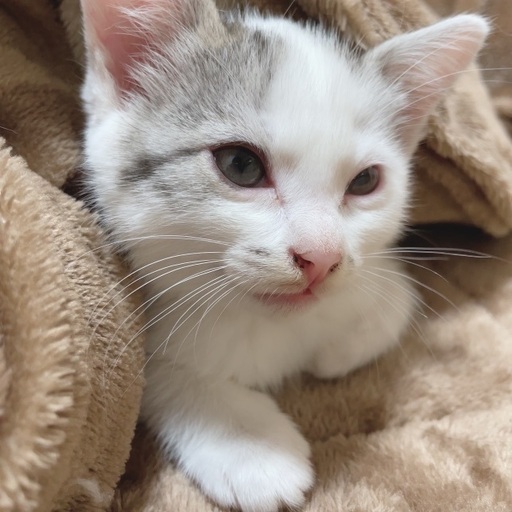 ワクチン未接種 未去勢 生後2ヶ月のふわふわでかわいい子猫4匹 雨やどり 大牟田の猫の里親募集 ジモティー