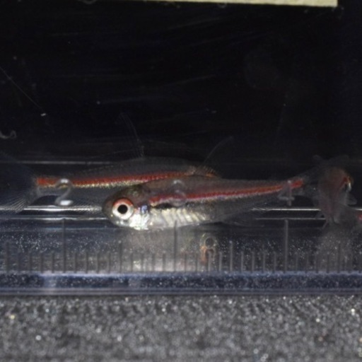 熱帯魚入荷　アピスト類多数