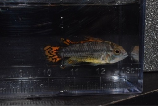 熱帯魚入荷　アピスト類多数その2