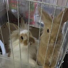 子ウサギ 2匹
