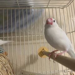 里親募集　白文鳥