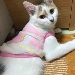 12月7日～トライアル中⭕️愛媛県🍊里親さん募集🍀*゜白三毛🐈フ...