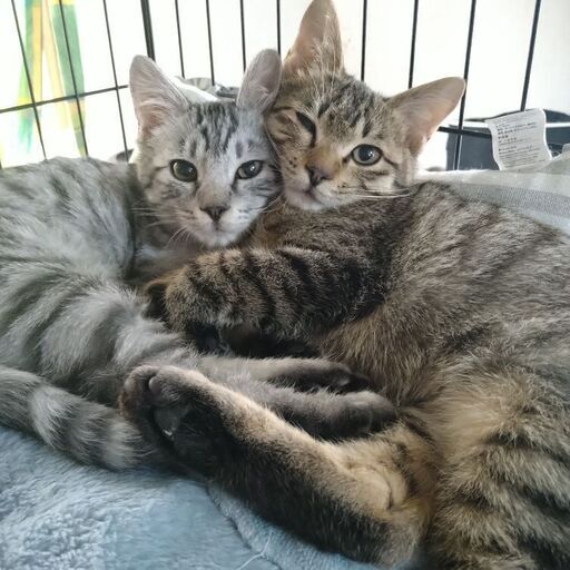 キジトラサバトラ仲良し兄弟 ちゃちゃまる 北九州の猫の里親募集 ジモティー キジトラサバトラ仲良し兄弟 ちゃちゃまる 北九州の猫の里親募集 ジモティー
