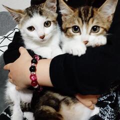 🐱可愛い兄弟子猫🐱 - 松山市