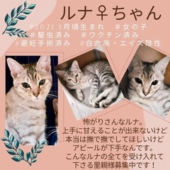 保護猫♡譲渡会in福岡市南区・20匹の保護猫が待ってます！ - その他