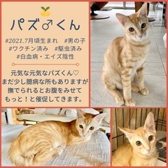保護猫♡譲渡会in福岡市南区・20匹の保護猫が待ってます！ - 福岡市