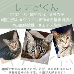 保護猫♡譲渡会in福岡市南区・20匹の保護猫が待ってます！ − 福岡県