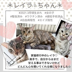 保護猫♡譲渡会in福岡市南区・20匹の保護猫が待ってます！ - イベント