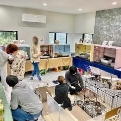 保護猫♡譲渡会in福岡市南区・20匹の保護猫が待ってます！