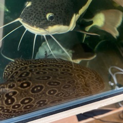 クロコダイルスティングレイ