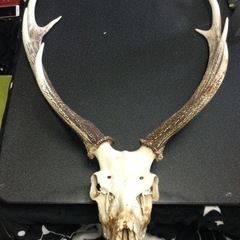 中古頭蓋骨が無料 格安で買える ジモティー