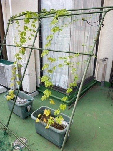 プランター支柱ネット 恐竜好き 新宿の家具の中古あげます 譲ります ジモティーで不用品の処分