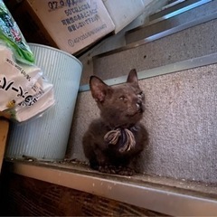 緊急！多頭崩壊から引き出し子猫の画像