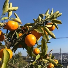 【ありがとうございました】今年もやります！採れたて完熟みかん🍊1...