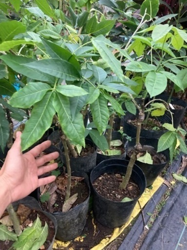 ホワイトサポテ接木苗
