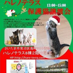 【さいたま市見沼区】１２/５（日）ハレノテラス保護猫譲渡会
