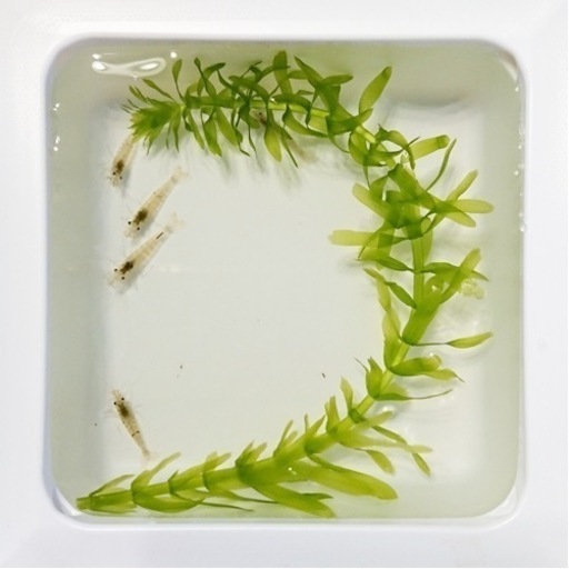 ミナミヌマエビ 1匹円 水草 マツモ プレゼント りんご 江坂のその他の中古あげます 譲ります ジモティーで不用品の処分