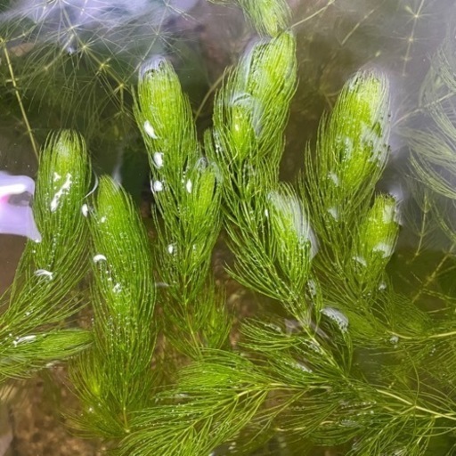 ミナミヌマエビ 1匹円 水草 マツモ プレゼント りんご 江坂のその他の中古あげます 譲ります ジモティーで不用品の処分 ミナミヌマエビ 1匹円 水草 マツモ プレゼント りんご 江坂のその他の中古あげます 譲ります ジモティーで不用品の処分