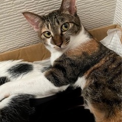 ミケ猫 1歳　里親募集