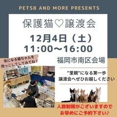 保護猫☆譲渡会in福岡市南区-20匹の保護猫が大集合しまさはさ♪