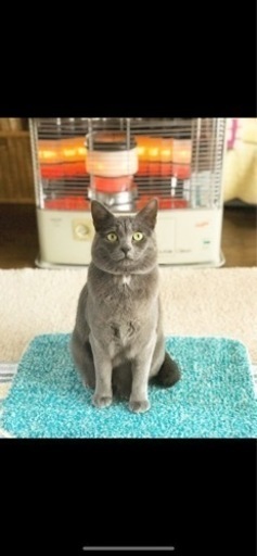 緊急募集本日12/5面接&対面が可能な方】ロシアンブルーMIX 5歳