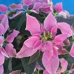 プリンセチア 鉢植え  ガーデニング花