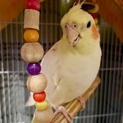 オカメインコ　ルチノー　5歳♀