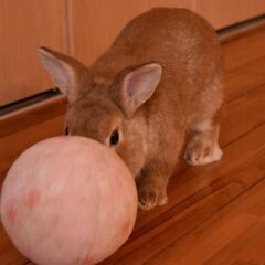 3歳ミニウサギの里親を募集しています − 沖縄県